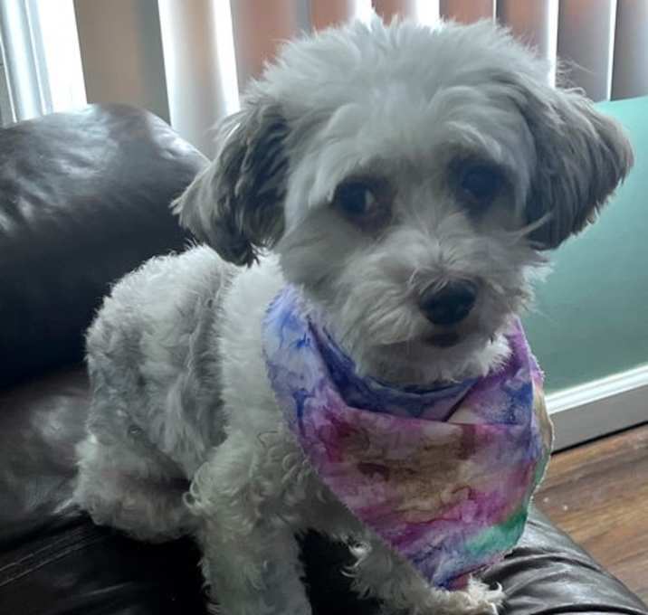 Photo of Cookie