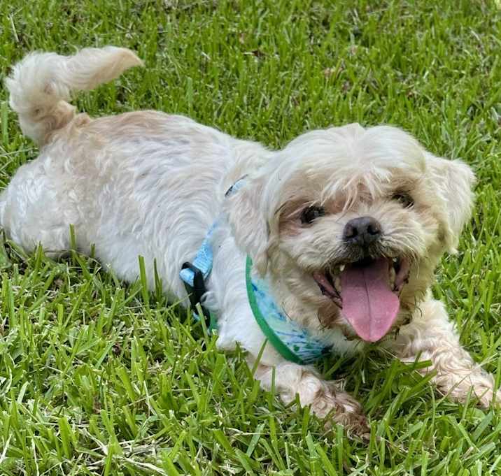 Photo of Mopsy (In Foster)