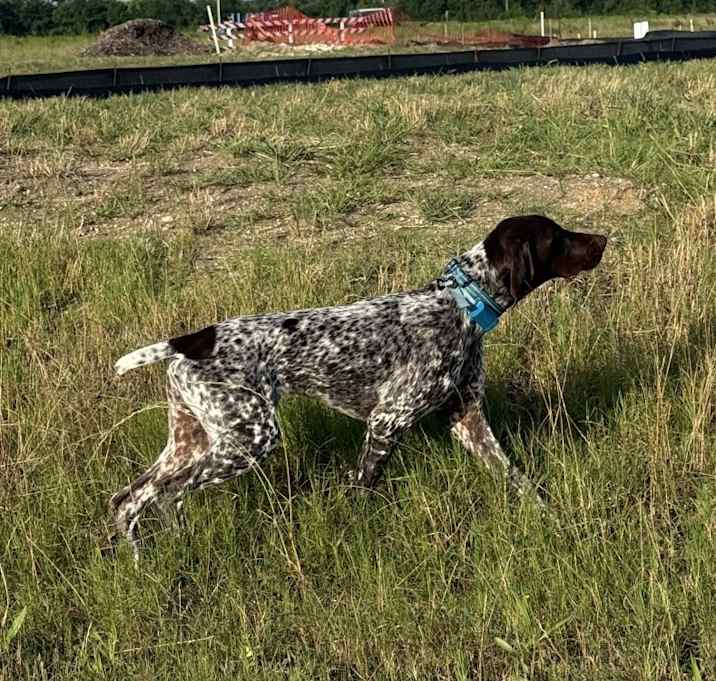Photo of Brodie