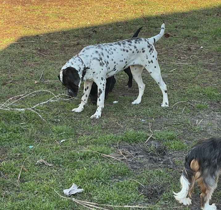 Photo of Coco