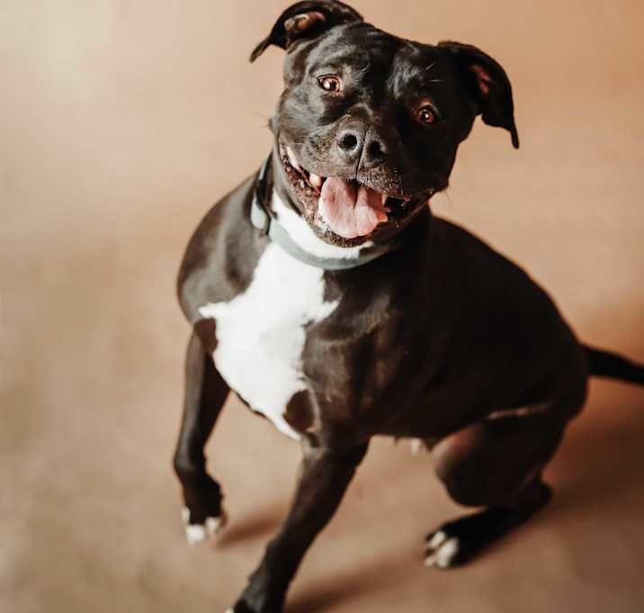Photo of Sheba