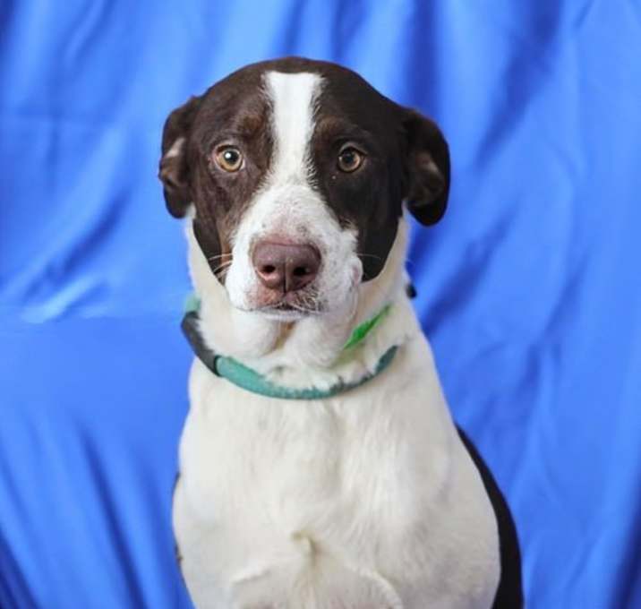 Photo of Aster