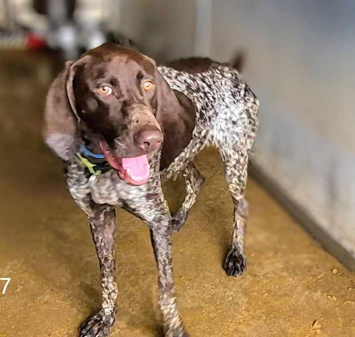 Photo of Colt 