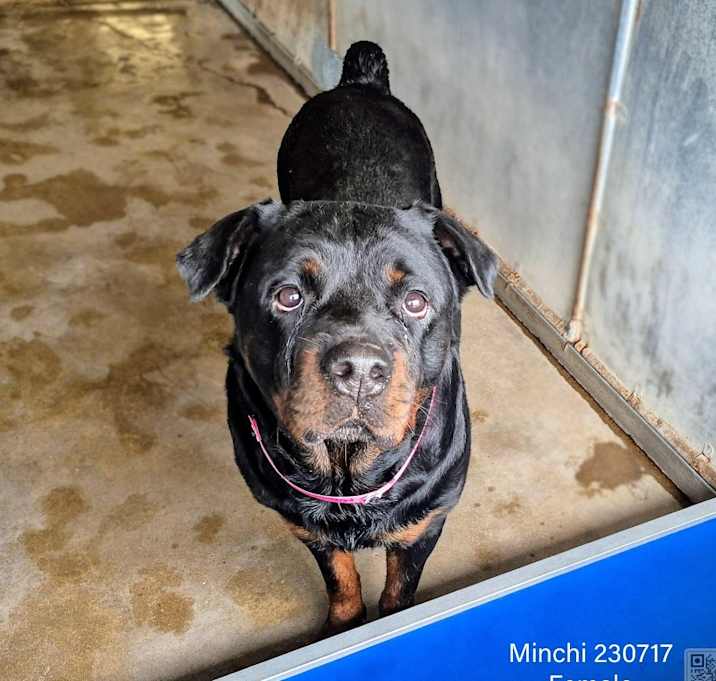 Photo of Minchi