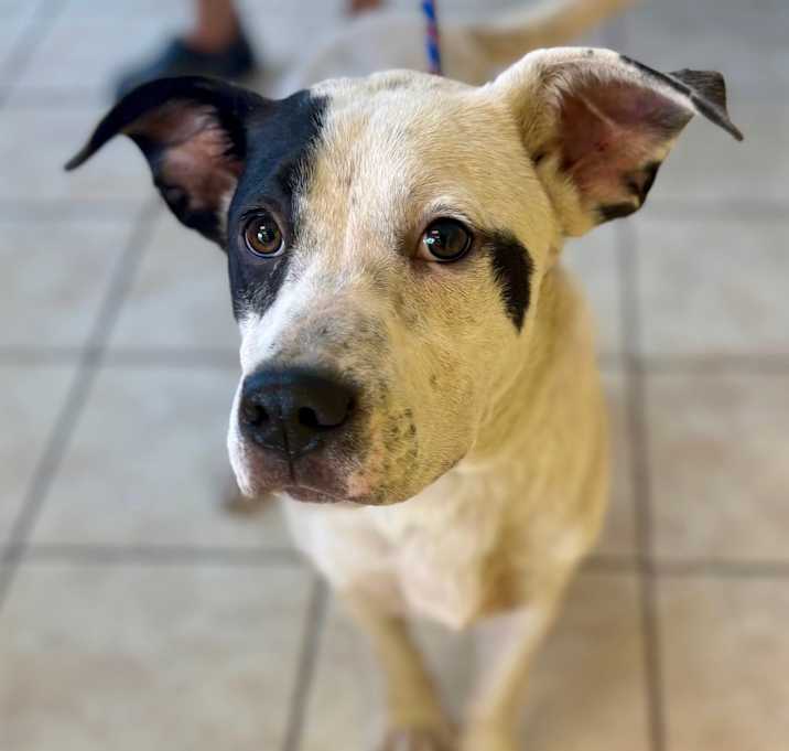 Photo of Freckles