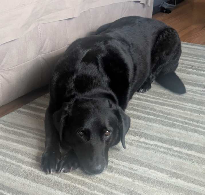 Photo of Jax