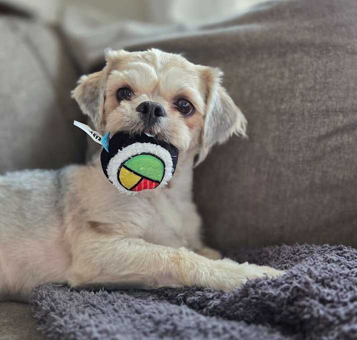 Photo of Bo