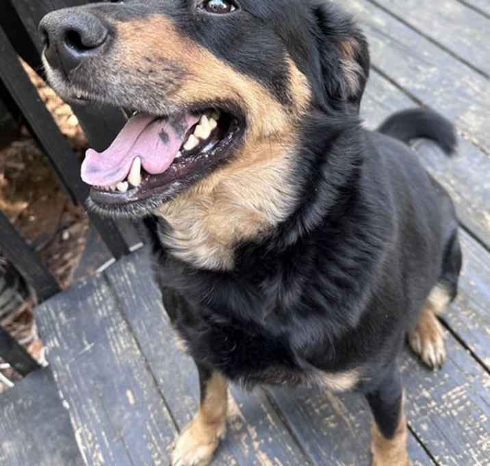 Photo of Rottie Bird