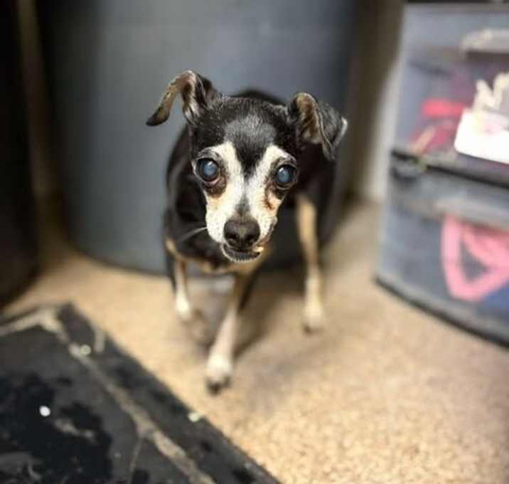 Photo of Pepsi