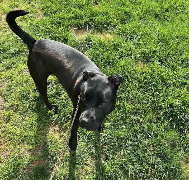 Photo of Onyx