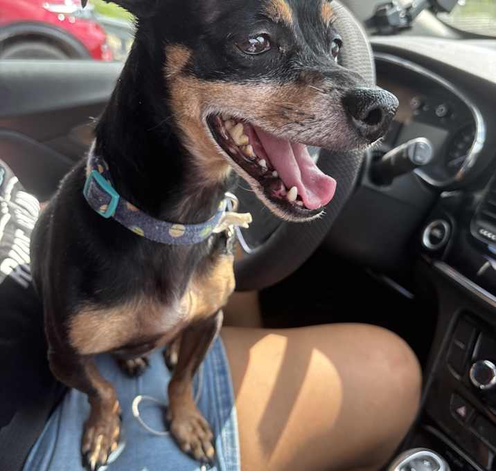 Photo of Apollo