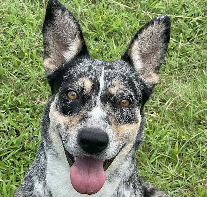 Photo of Marigold