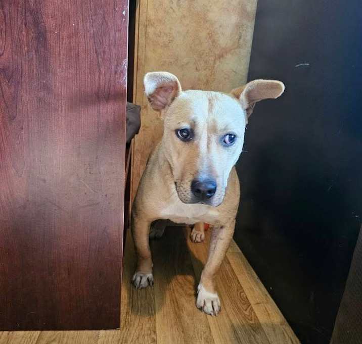 Photo of Shortstop URGENT HELP NEEDED!!