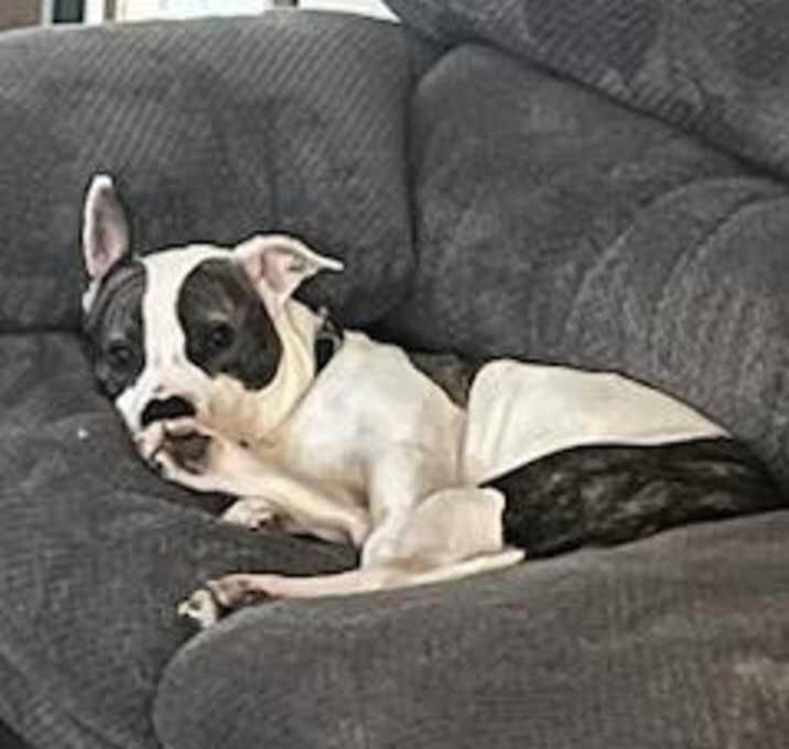 Photo of Bandit