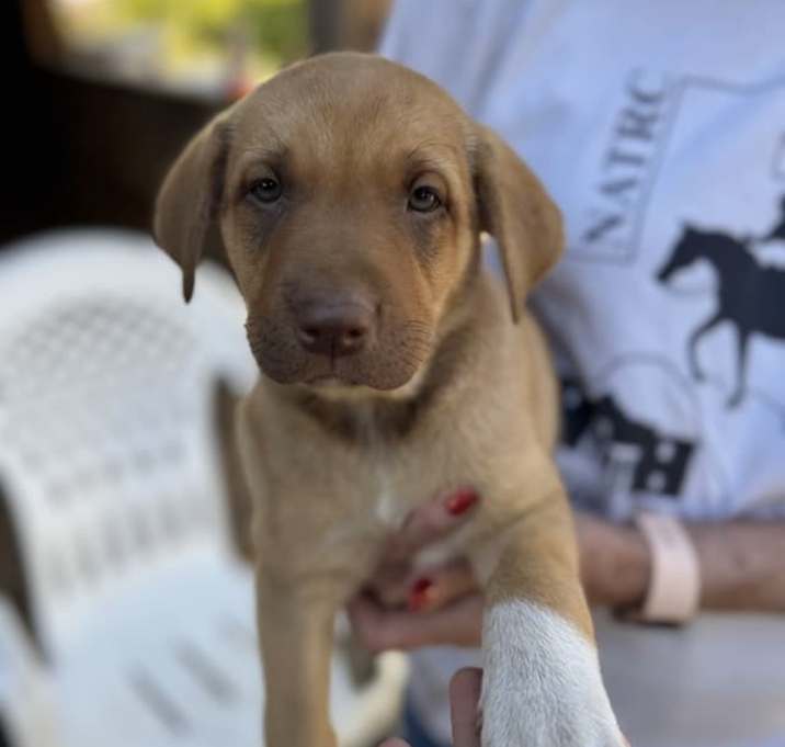 Photo of Cookie