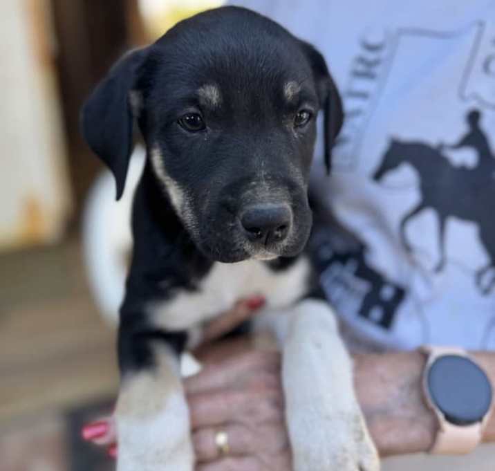 Photo of Dash