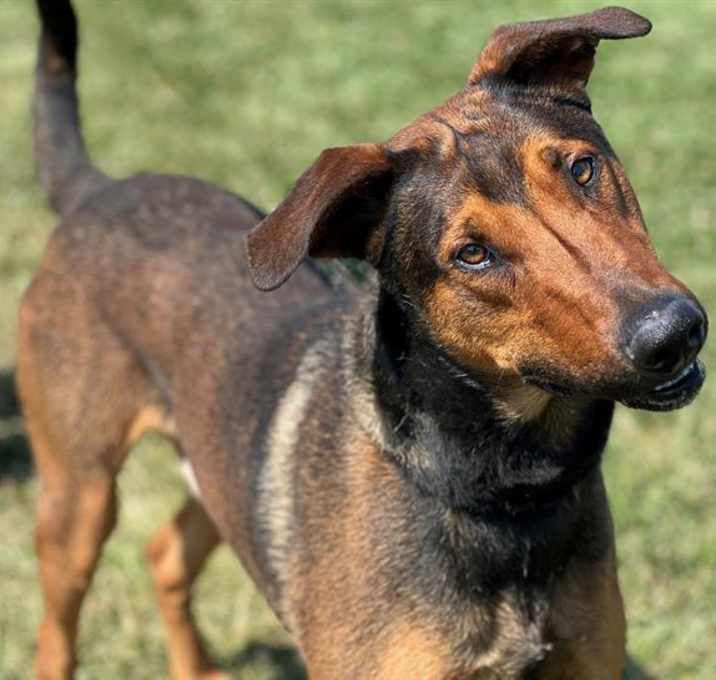 Photo of BASIL