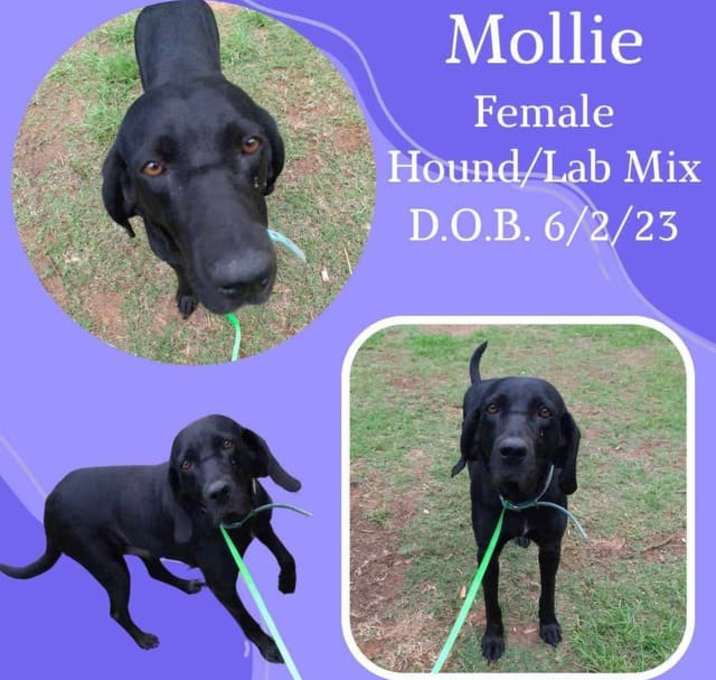 Photo of Mollie