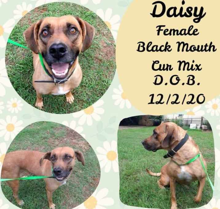 Photo of Daisy