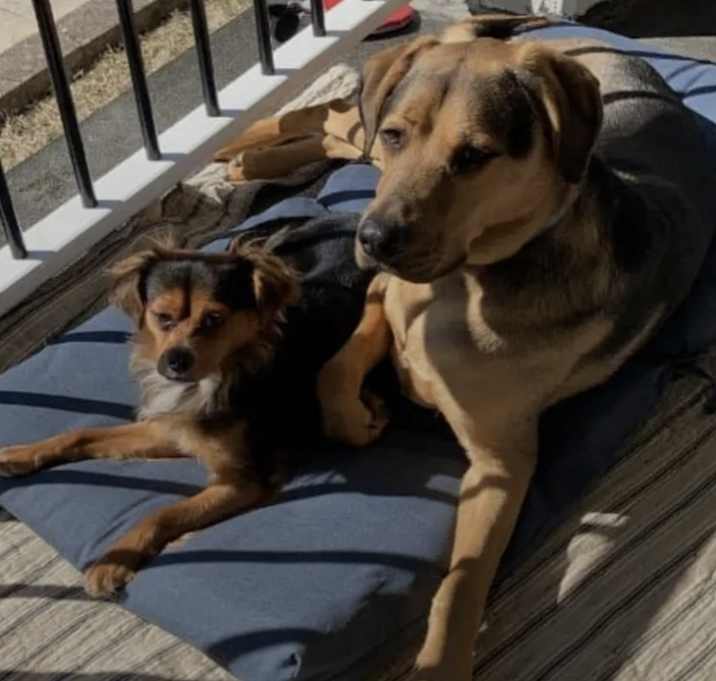 Photo of Judge and Barkley