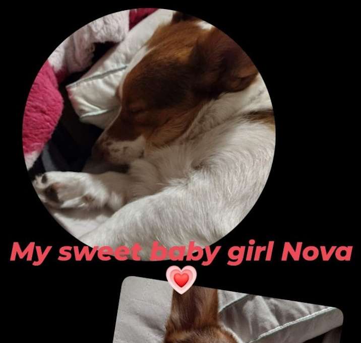 Photo of Nova