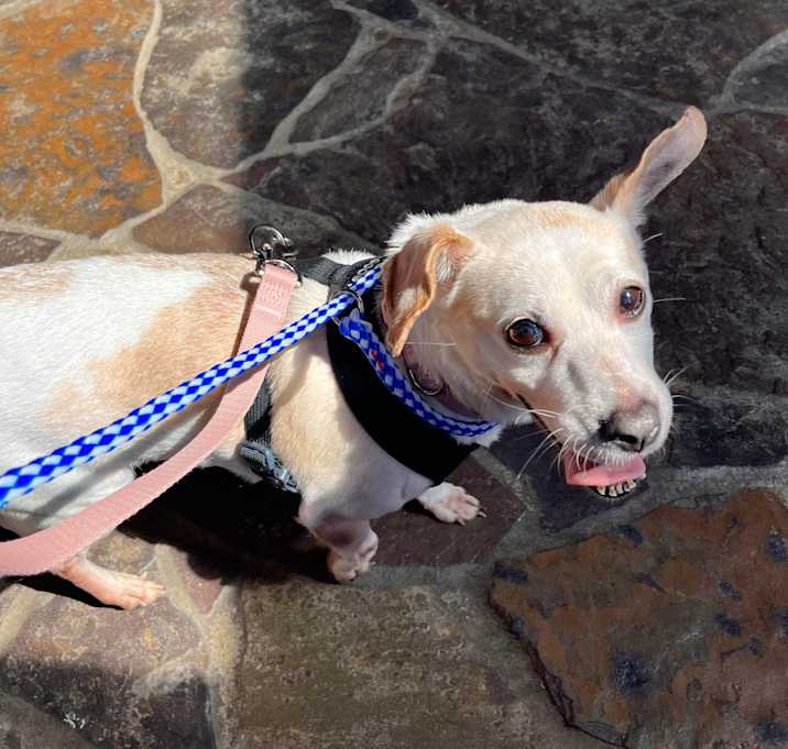 Photo of Bonnie