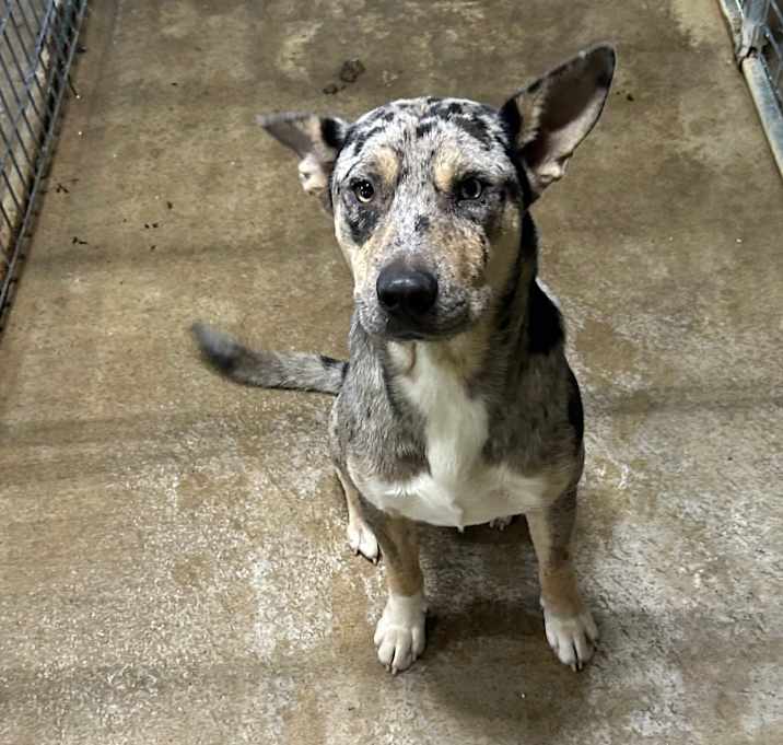 Photo of Deuce 