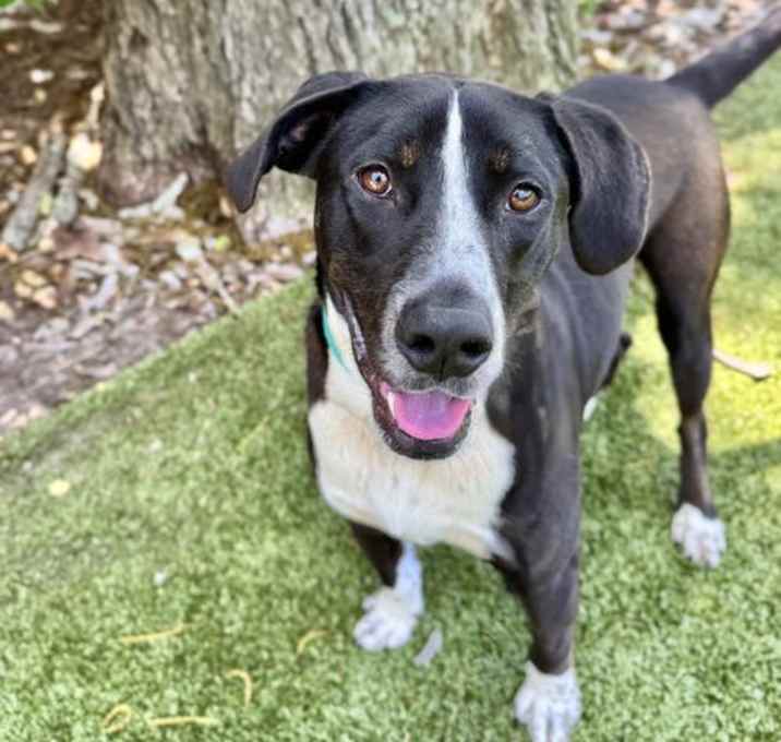 Photo of Domino