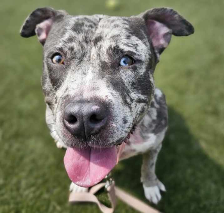 Photo of Nala