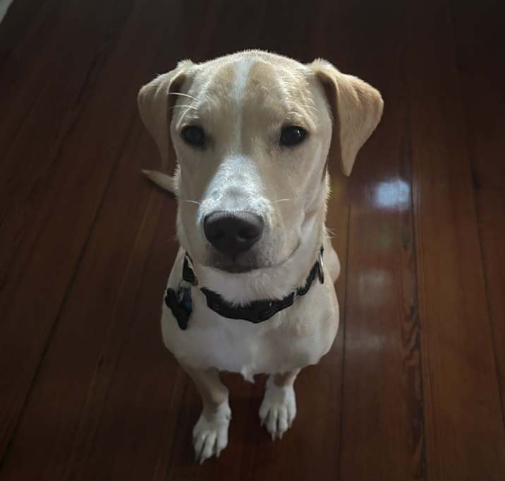 Photo of Oliver