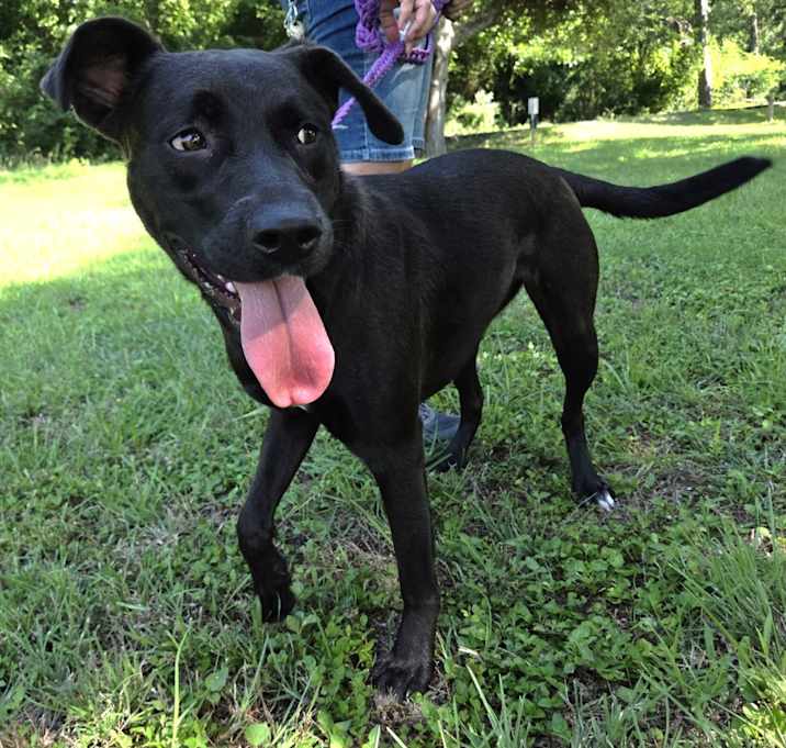 Photo of Shadow