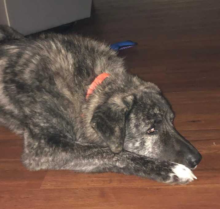Photo of Bear