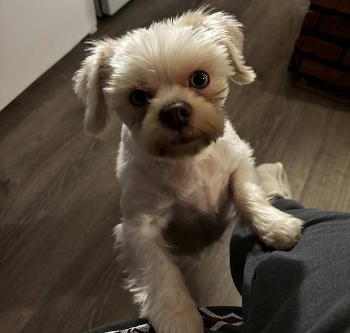 Photo of Gracie