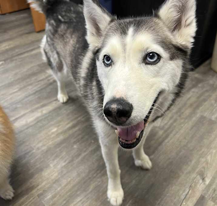 Photo of Lulu