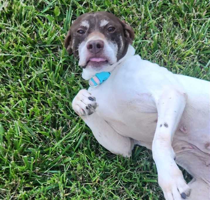 Photo of Honey