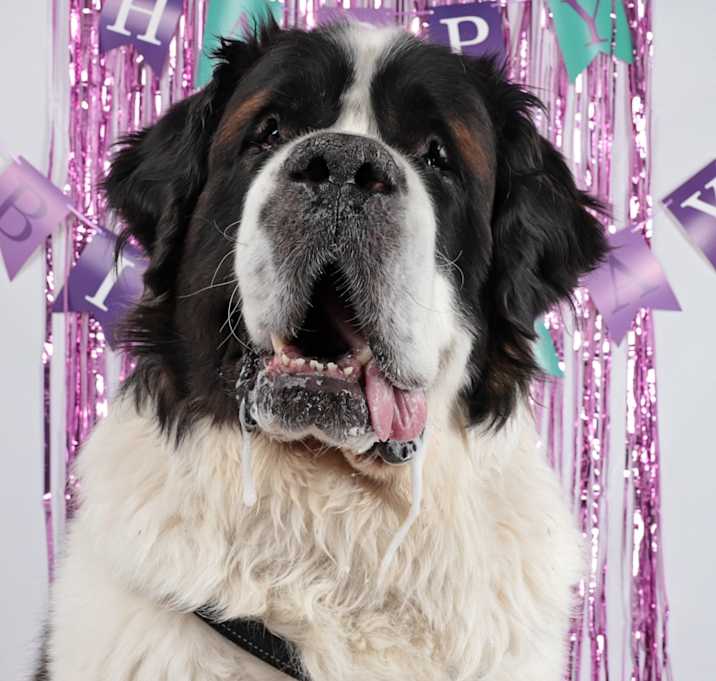 Photo of Brutus