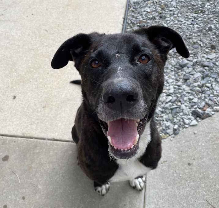 Photo of Blackie