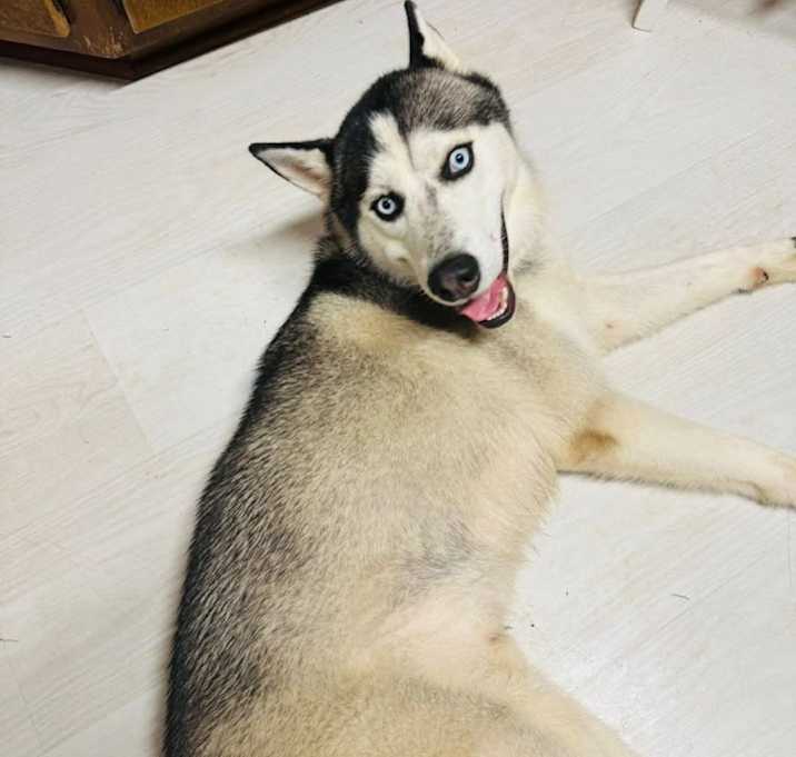 Photo of Lobo
