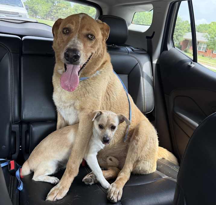 Photo of Lox and Goldie