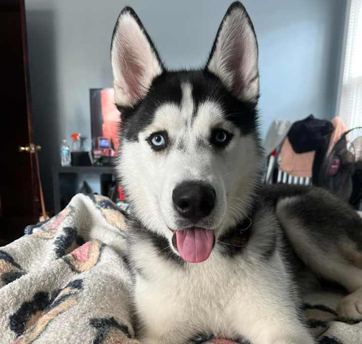 Photo of Simba