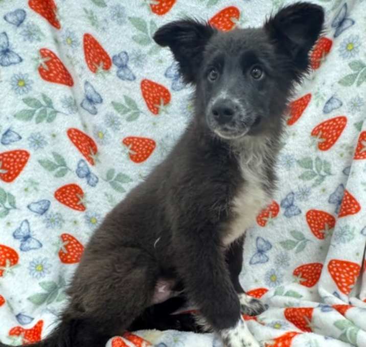 Photo of Banjo