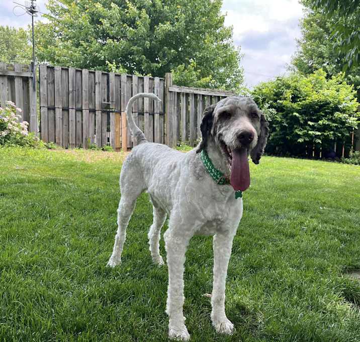 Photo of Goose