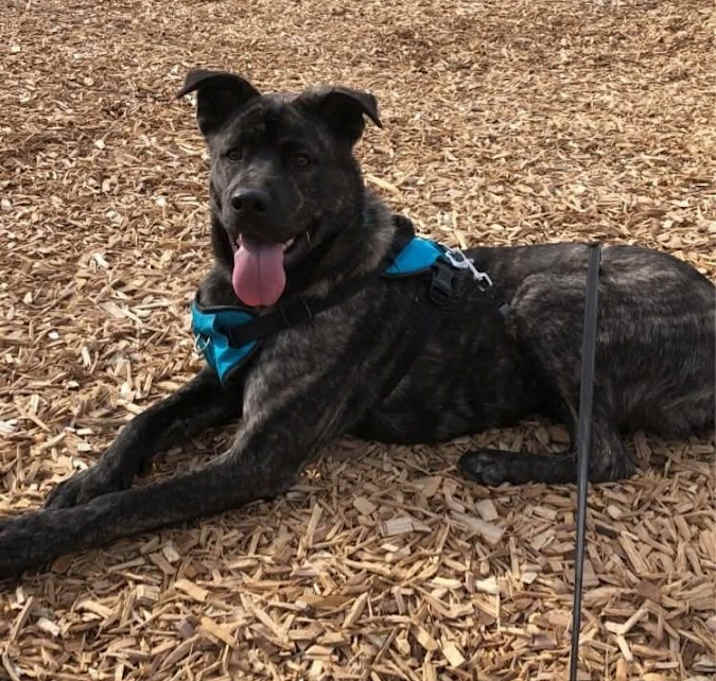 Photo of Otis