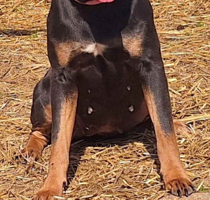 Photo of 250173  Nyx