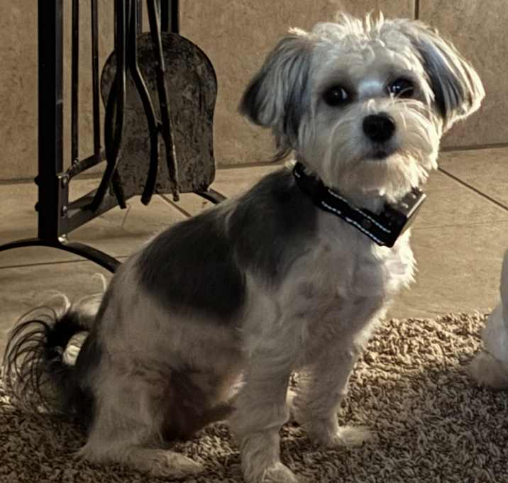 Photo of Enzo