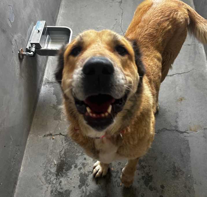 Photo of Scarlett A5701980