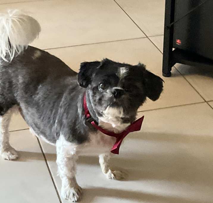 Photo of Oreo