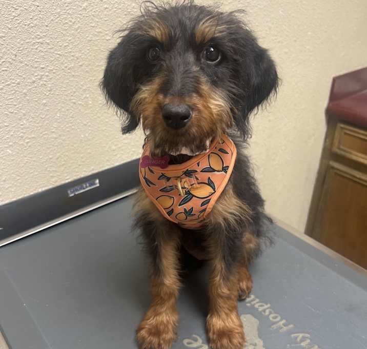 Photo of Ginger