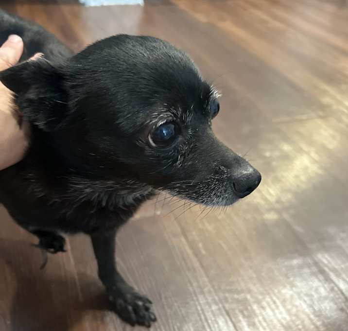 Photo of Honey
