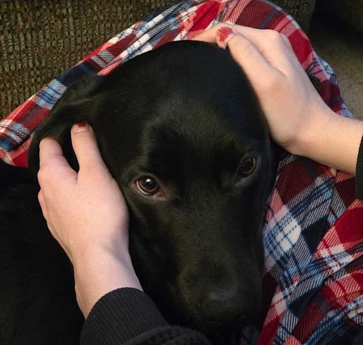 Photo of Koda